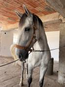 Pure race espagnole 