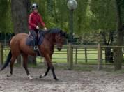 Hongre Pur-Sang Anglais, 6 ans, 1m72, bai