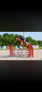 Hongre Pur-Sang Anglais, 6 ans, 1m72, bai