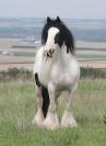 Jument Irish Cob PP pie tobiano 