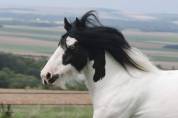 Jument Irish Cob PP pie tobiano 