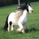 Jument Irish Cob PP pie tobiano 