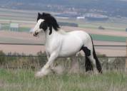 Jument Irish Cob PP pie tobiano 
