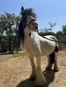Jument Irish Cob PP pie tobiano 