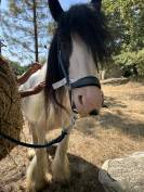 Jument Irish Cob PP pie tobiano 
