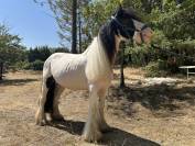 Jument Irish Cob PP pie tobiano 