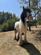Jument Irish Cob PP pie tobiano 