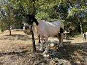 Jument Irish Cob PP pie tobiano 