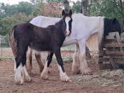 Poulain Irish Cob PP noir pangare 