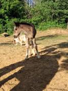 Poulain Irish Cob PP noir pangare 