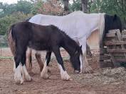 Poulain Irish Cob PP noir pangare 