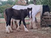 Poulain Irish Cob PP noir pangare 