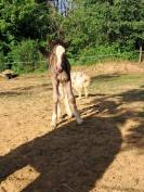 Poulain Irish Cob PP noir pangare 