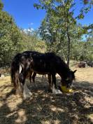 Poulain Irish Cob PP noir pangare 