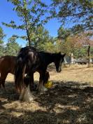 Poulain Irish Cob PP noir pangare 