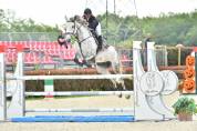 Jument zangersheide 8ans 