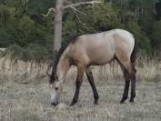 Grande pouliche  ( espagnol )  