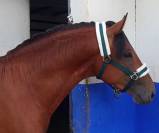Lusitano 2,5 a&ntilde;os P.SL