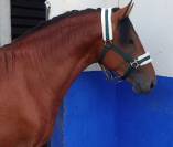 Lusitano 2,5 a&ntilde;os P.SL