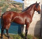 Lusitano 2,5 a&ntilde;os P.SL