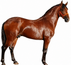 Lusitano 2,5 a&ntilde;os P.SL