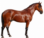 Lusitano 2,5 a&ntilde;os P.SL