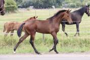 Superbe pouliche de dressage de Dutch Dream
