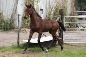 Superbe pouliche de dressage de Dutch Dream