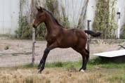 Superbe pouliche de dressage de Dutch Dream