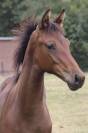 Superbe pouliche de dressage de Dutch Dream