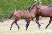 Superbe pouliche de dressage de Dutch Dream