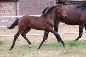 Superbe pouliche de dressage de Dutch Dream