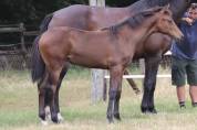 Superbe pouliche de dressage de Dutch Dream