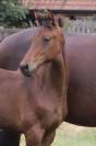 Superbe pouliche de dressage de Dutch Dream