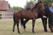 Superbe pouliche de dressage de Dutch Dream