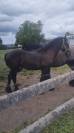FRISON 18 mois