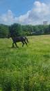 FRISON 18 mois
