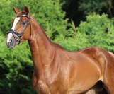 Talentueux jeune cheval de dressage