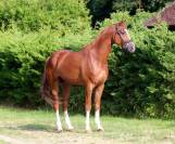 Talentueux jeune cheval de dressage