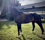 Cheval SF CSO