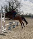 Poulini&egrave;re Oldenburg PP 5 ans 
