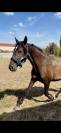 pure race espagnole 