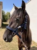 pure race espagnole 
