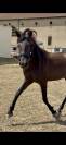 Pure race espagnole 