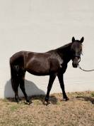 Pure race espagnole 