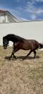 Pure race espagnole 