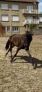 Pure race espagnole 