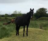 Demi pension Cheval 