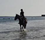 Demi pension Cheval 