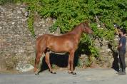 Gelding Selle Fran&ccedil;ais For sale 2022 Chesnut